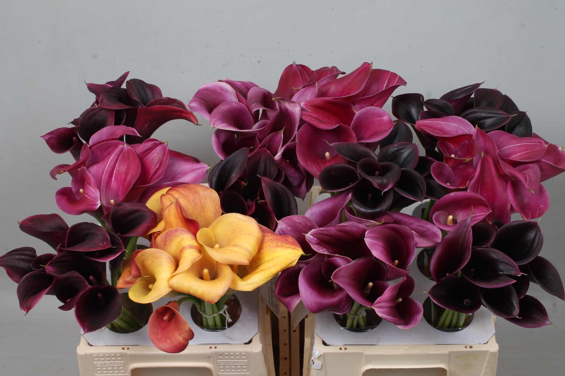 Calla Assorted 40cm