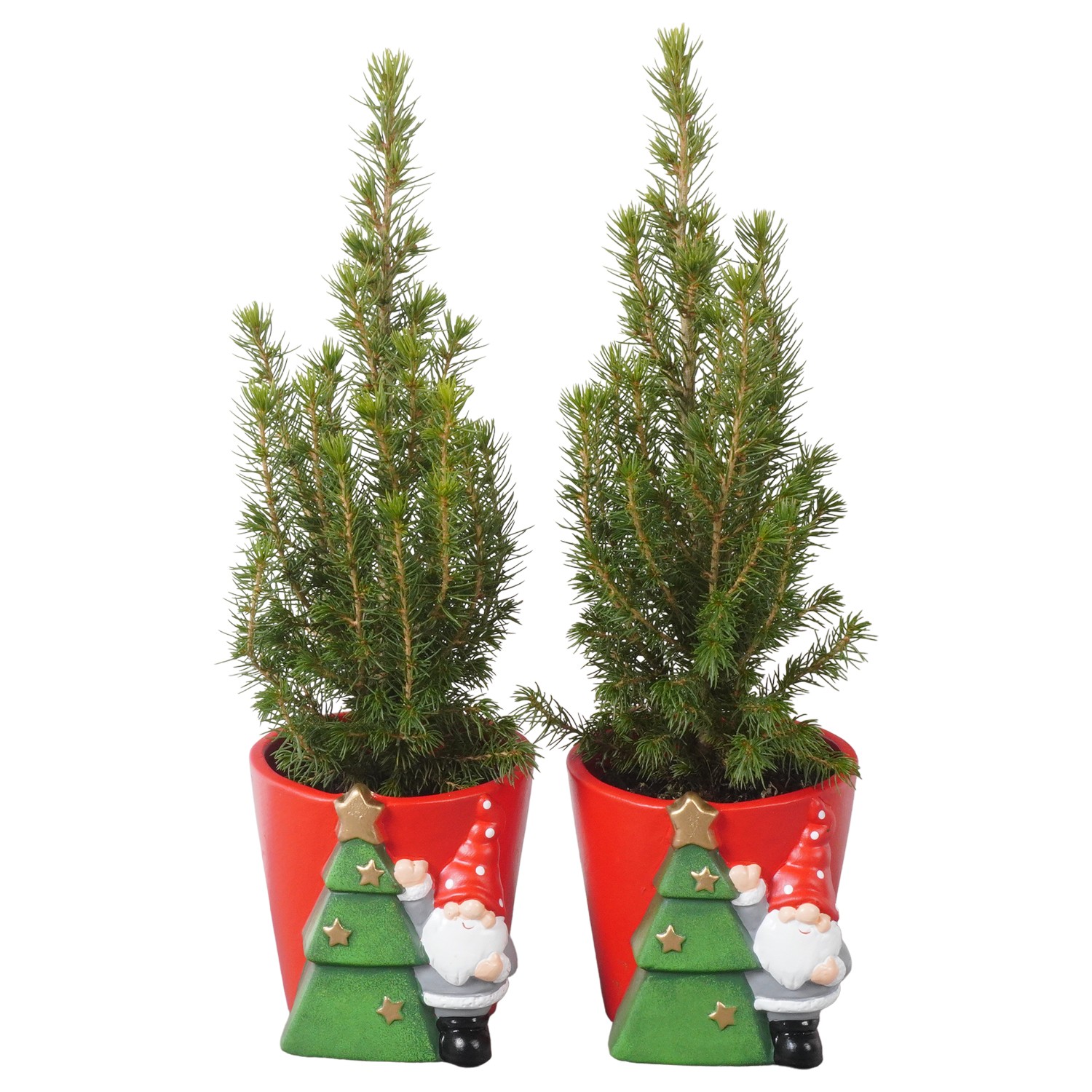 Picture of PTK24353 Picea Conica Perfecta in ceramic pot P9 30CM