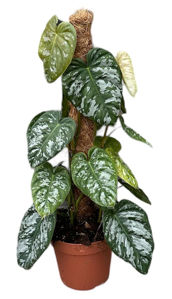 Picture of Philodendron Brandtianum Wild Form P17 50CM