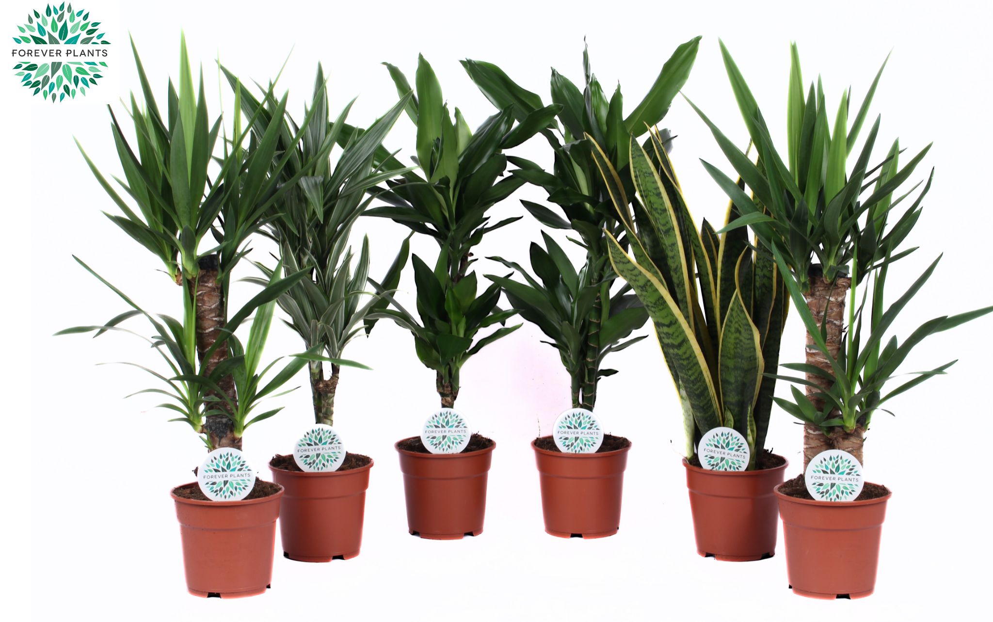 Picture of Houseplants Marcos in 4 varieties P17 60CM (LOOSE)