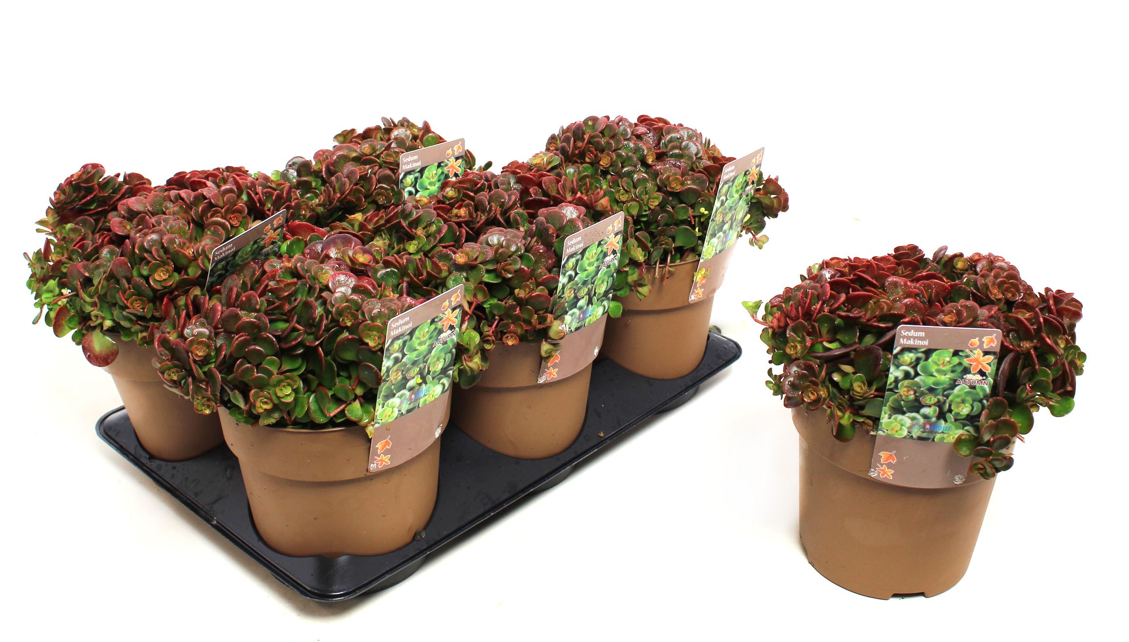 Picture of Sedum Makinoi P15