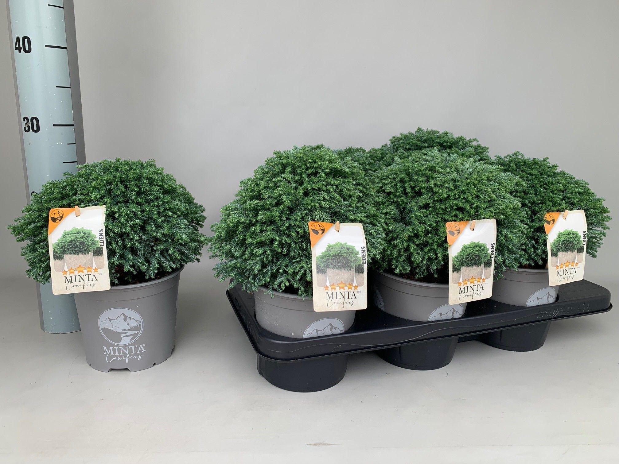 Chamaecyparis pisifera 'Minta' | Hamiplant