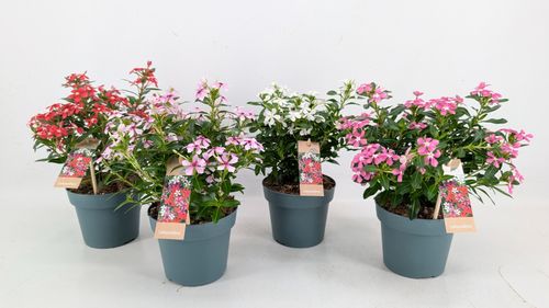 Catharanthus Soiree Mix 3-4 Kleuren Mixtray 14 cm