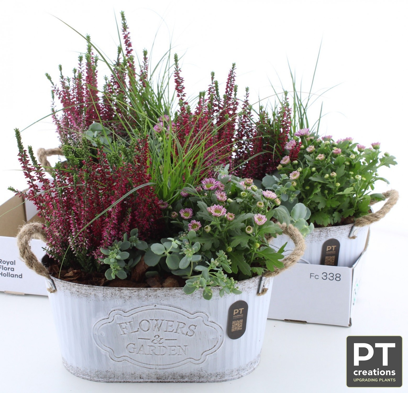 Arr Tuinplanten 27P 38cm 22bloei