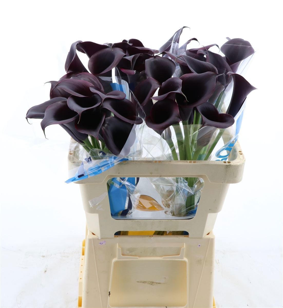 Calla Odessa 55cm
