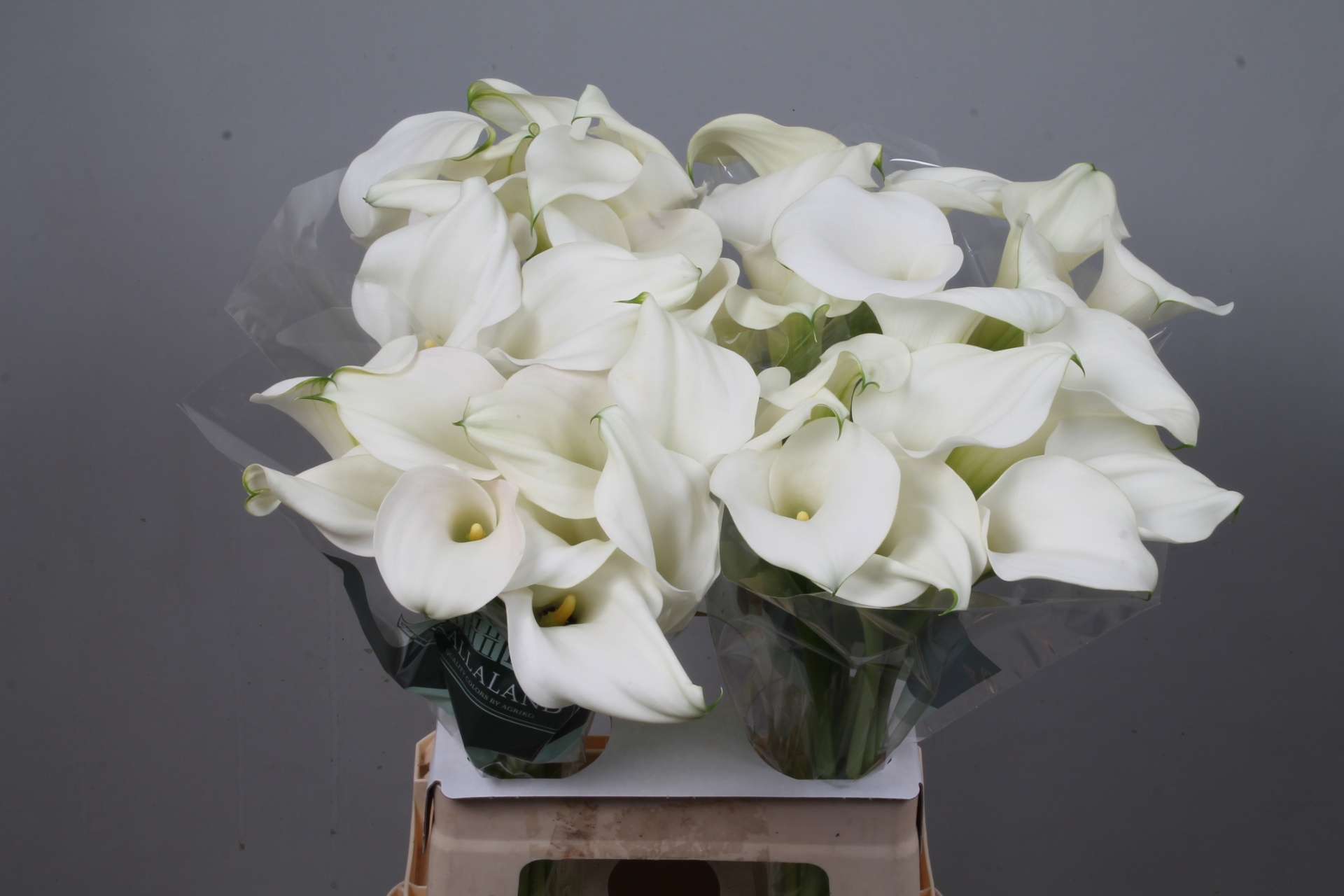 Calla Capt Ventura 65cm