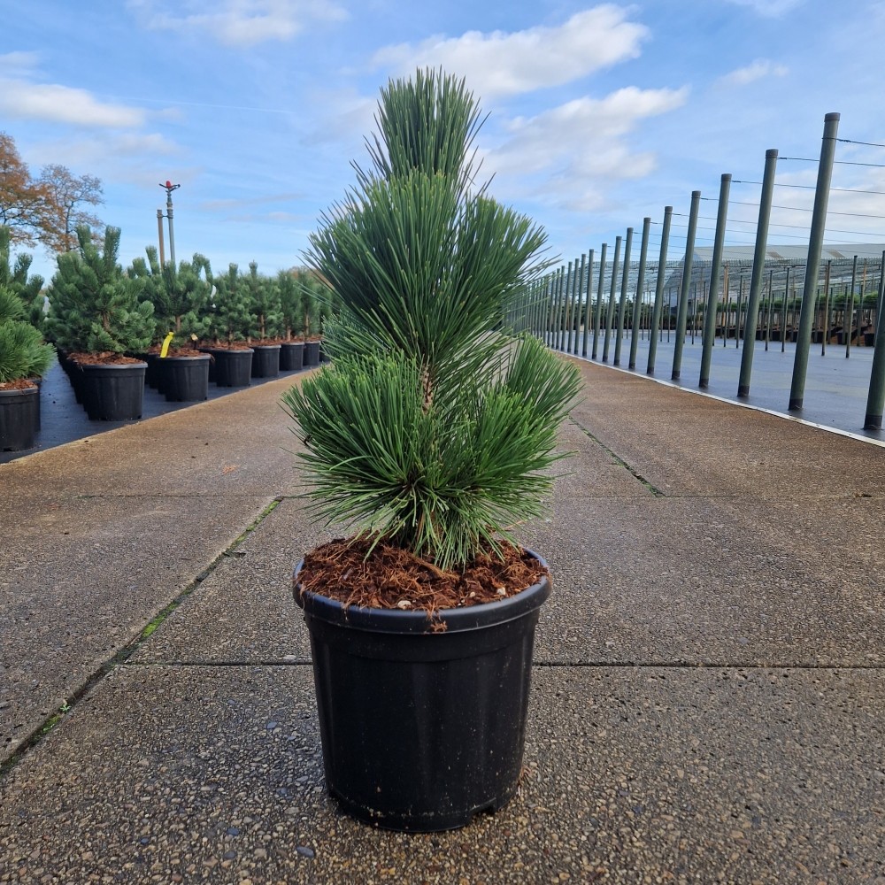 Picture of Pinus thunbergii Thunderhead C8 35/40 (LOOSE)