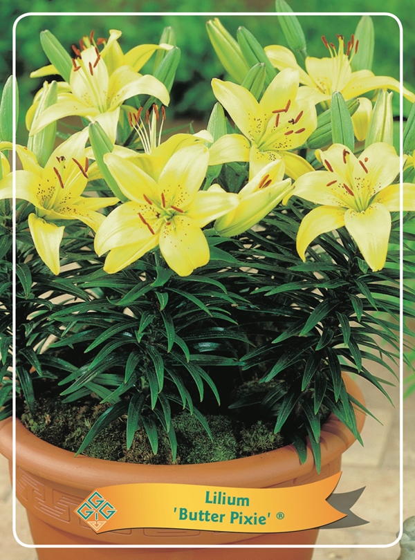 Picture of Lilium mix 6x10 srt. per shelve P11