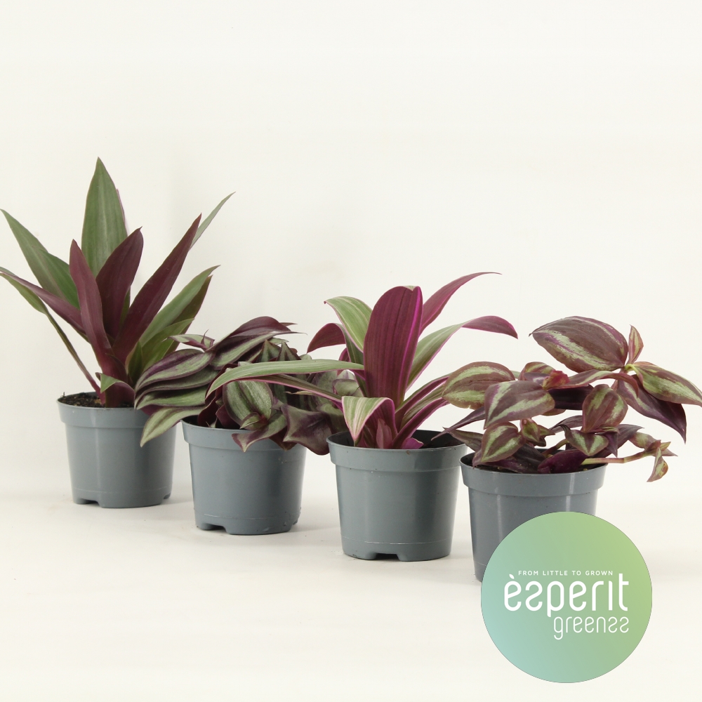 Picture of Tradescantia varieties P8.5 10CM