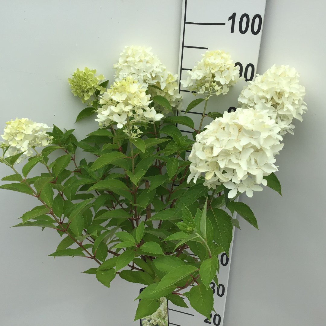 Picture of Hydrangea paniculata Skyfall P26 (7.5 Ltr) 60/STD (LOOSE)