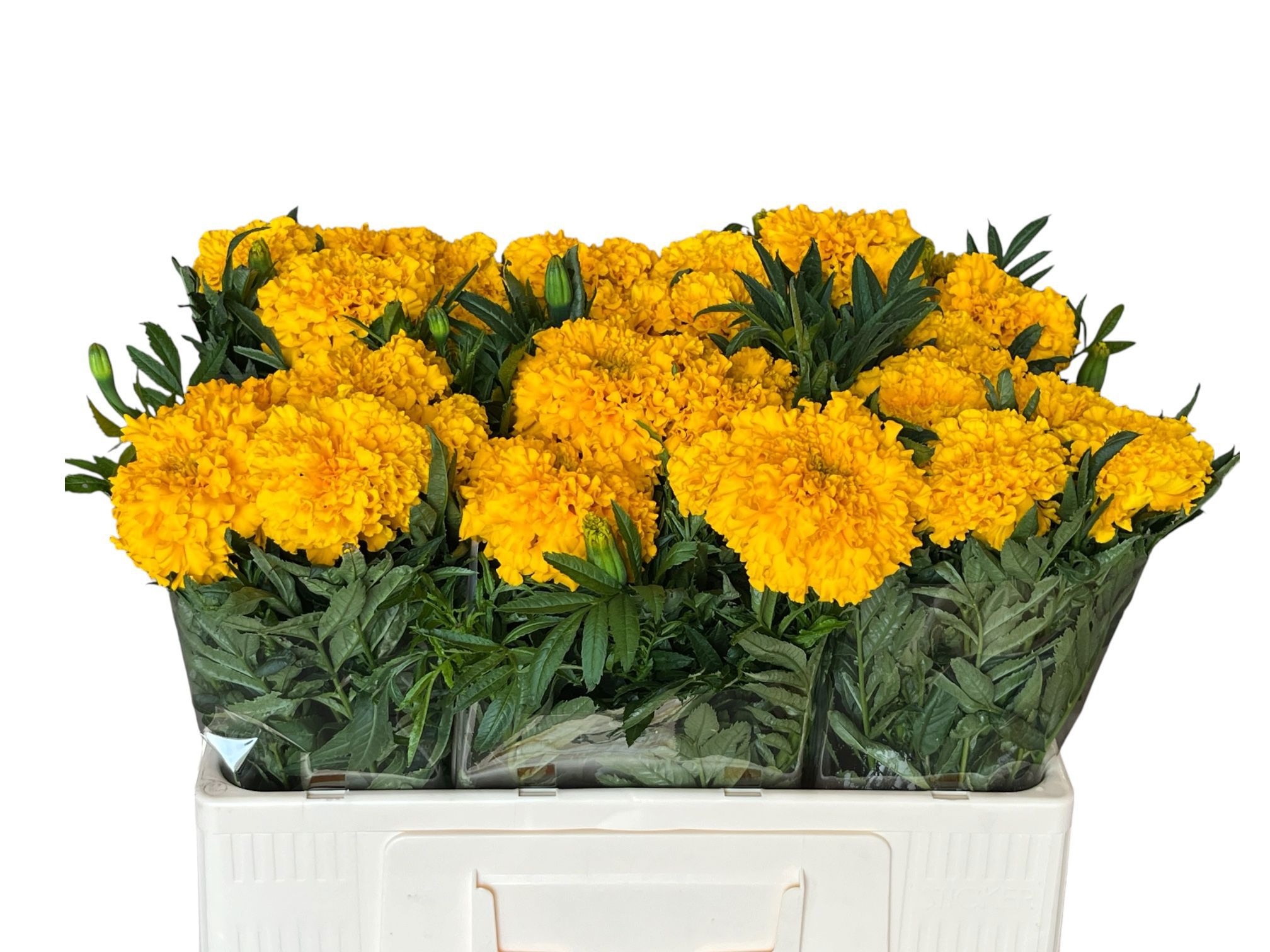Tage Coco Gold 50cm