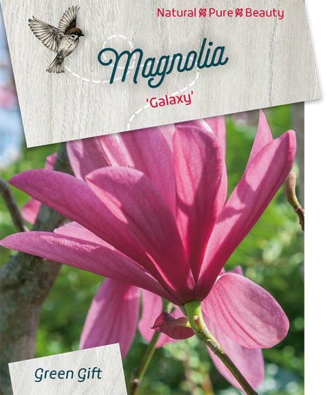 Magnolia 'galaxy'