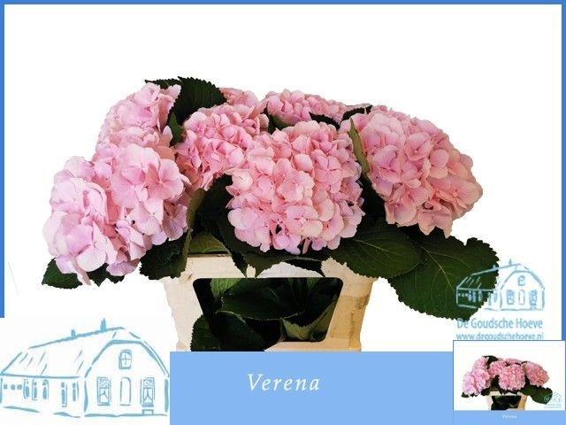 Hydr M Verena