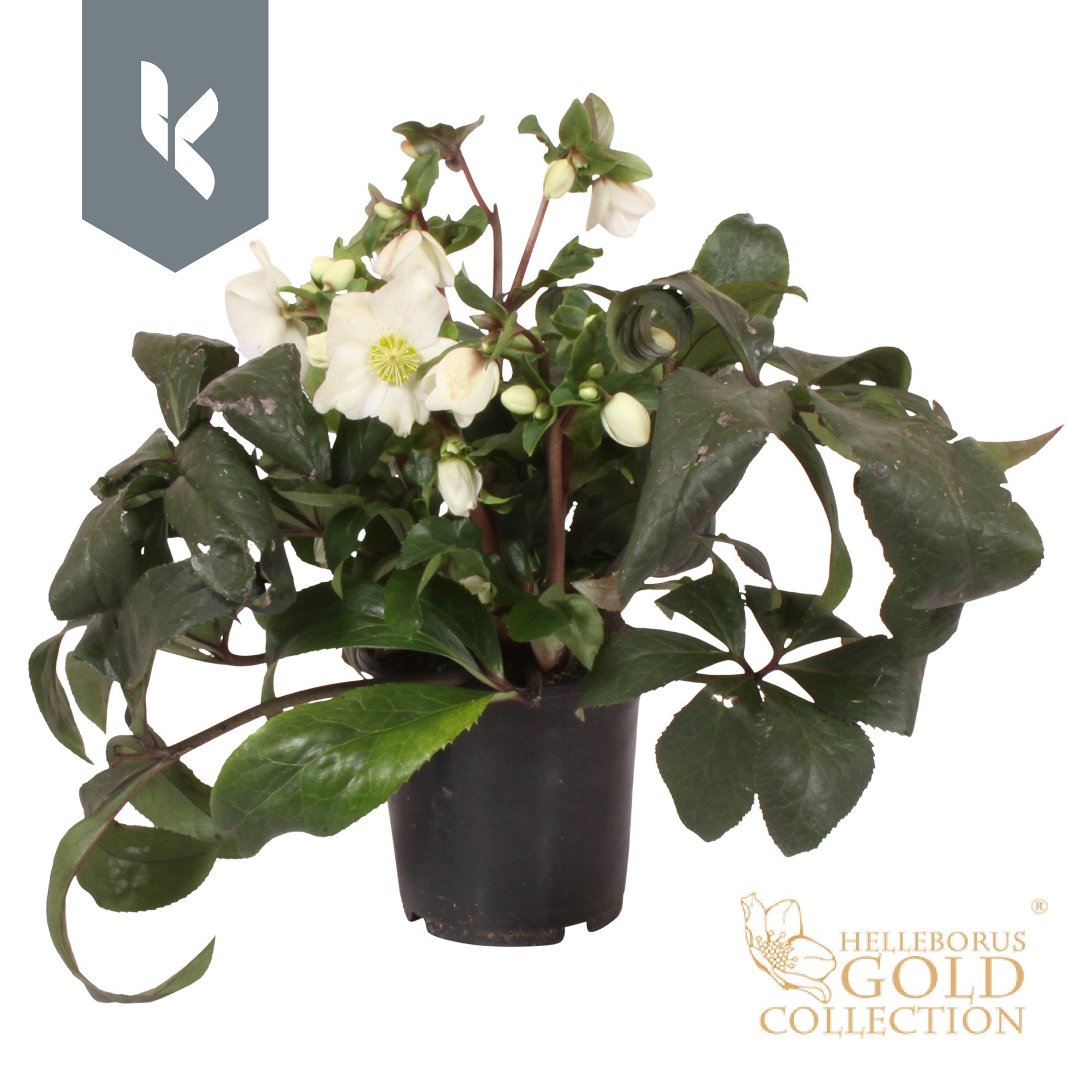 Helleborus Ice N Roses White