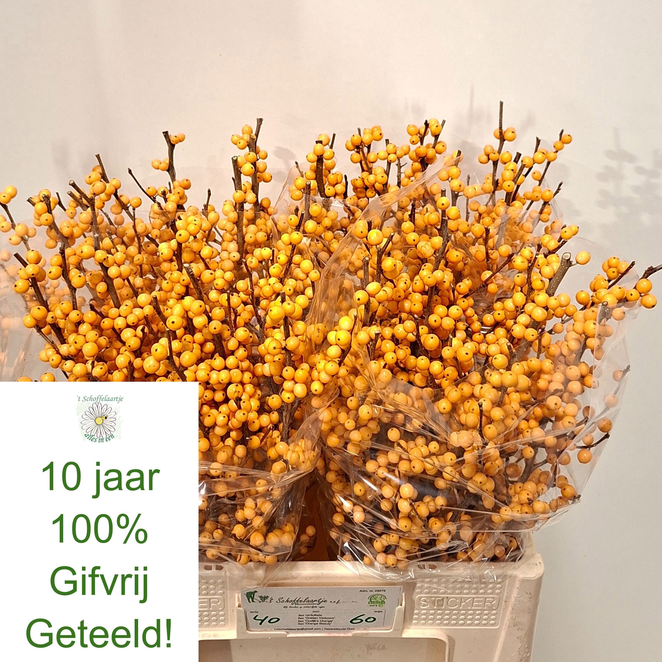 Ilex Golden Verboom 60cm