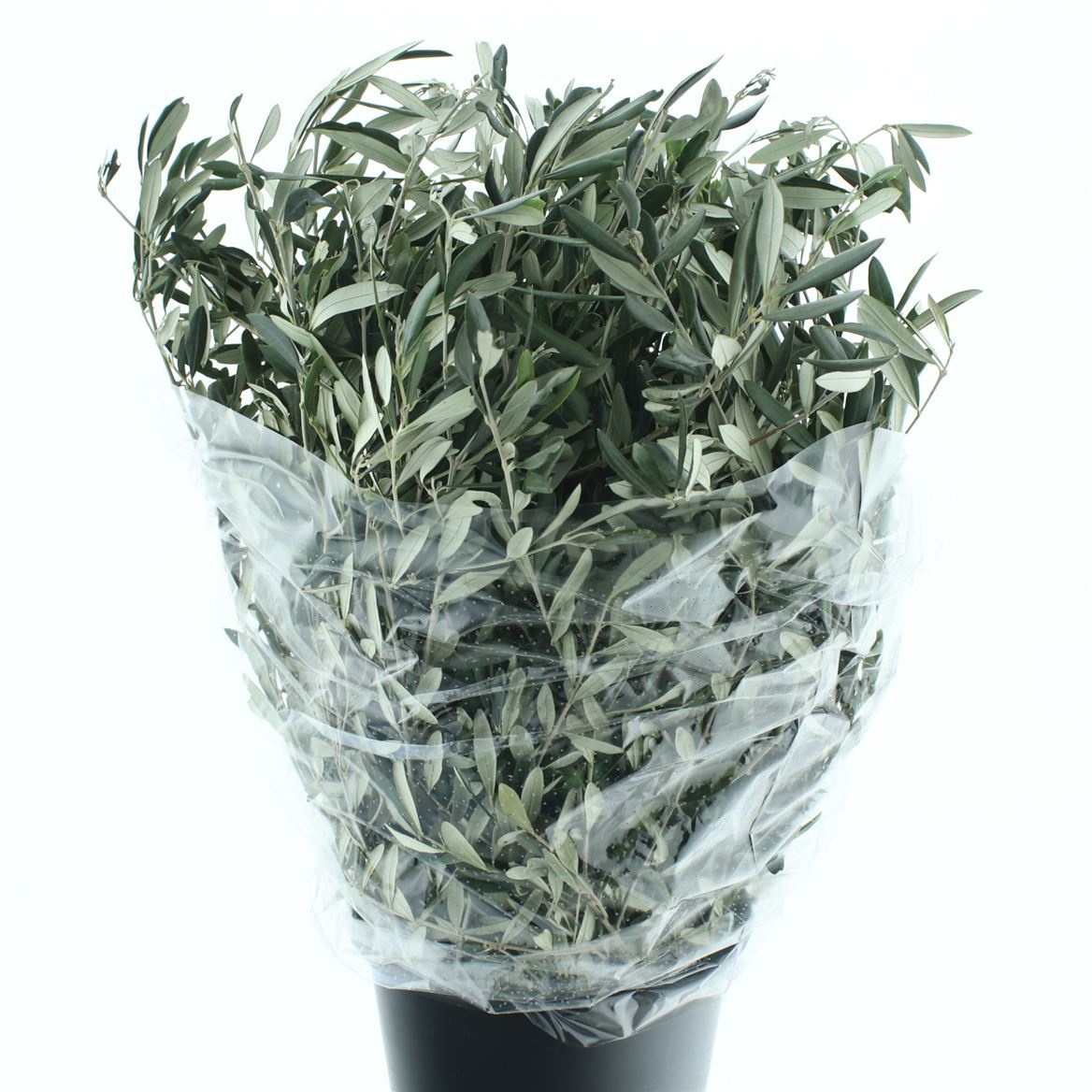 Olea Europaea Bs