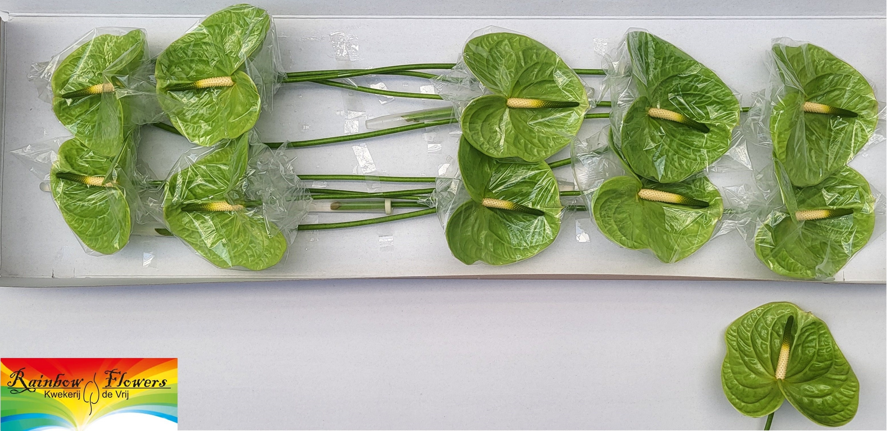 Anthurium (Andreanum) 'Midori' ANTH A MIDORI | Gardenline