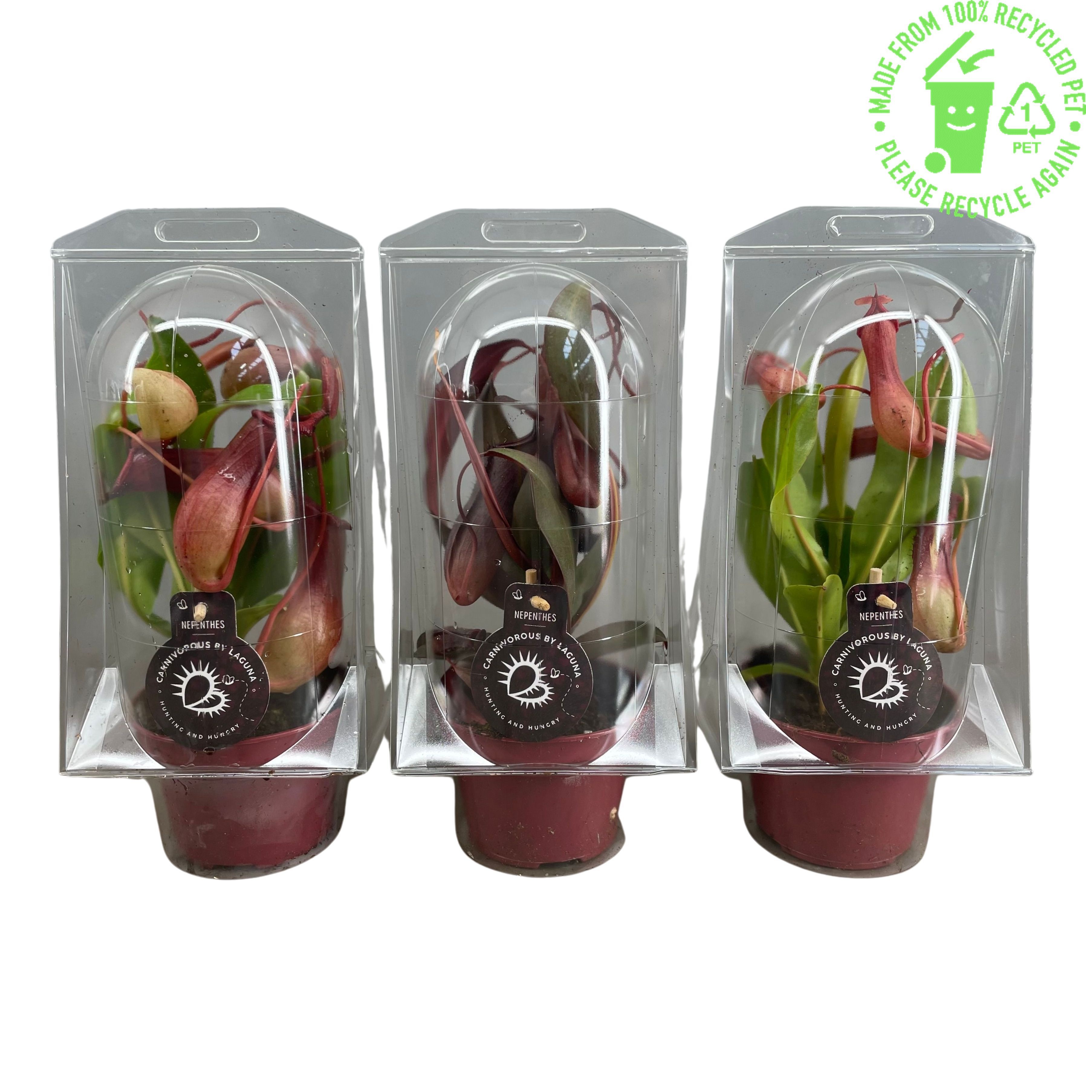 Nepenthes mix in blister