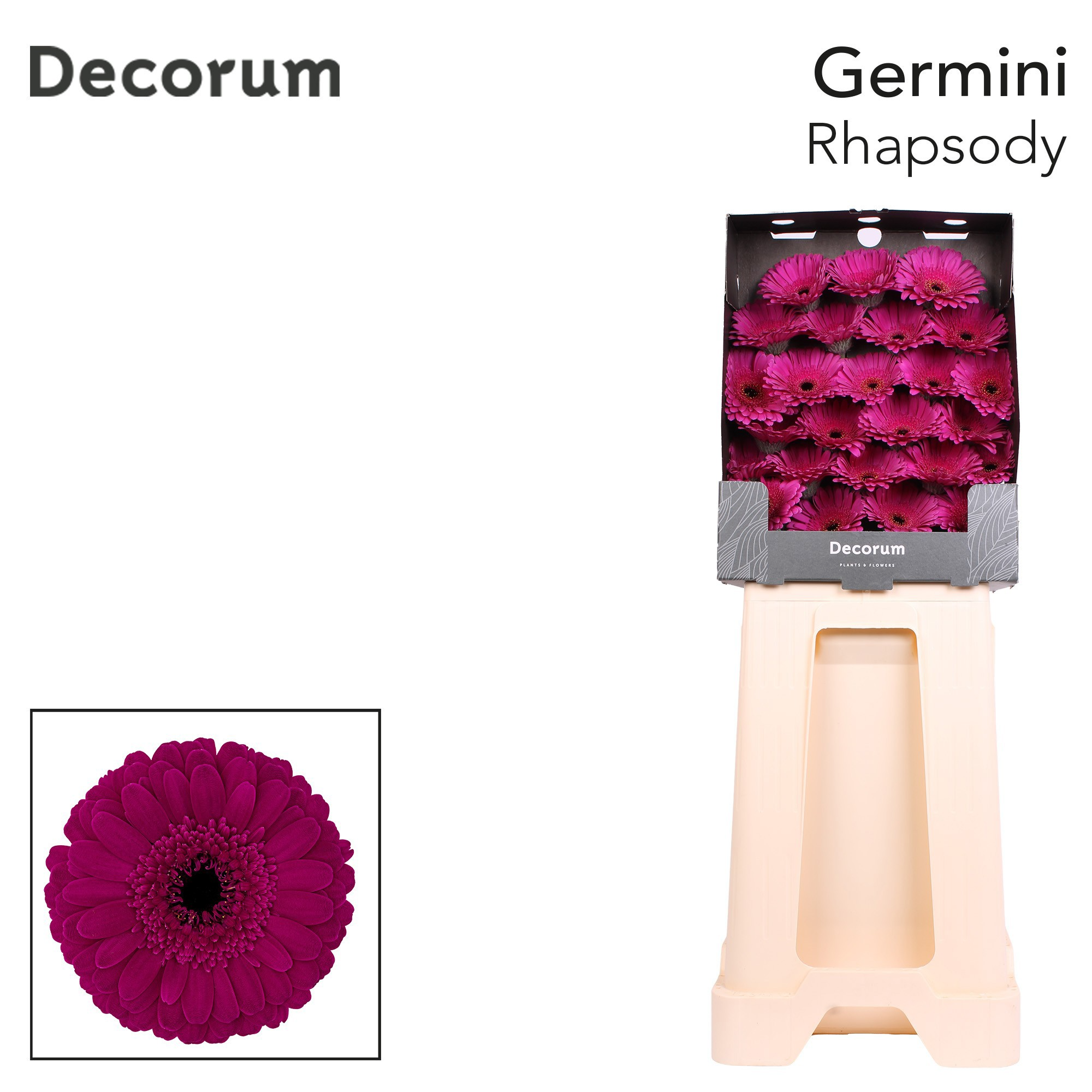 Germini Rhapsody Diamond