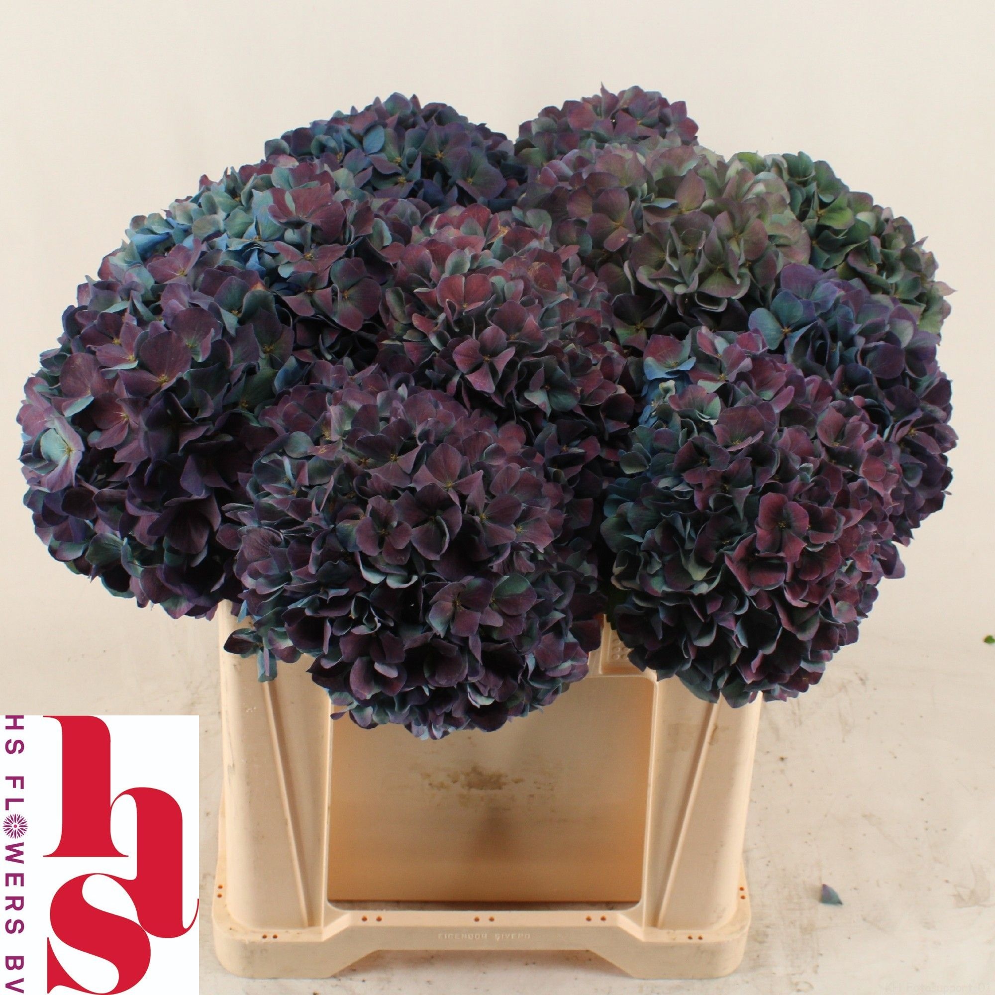 Hydrangea Pimpernel Classic 50cm 17Ø