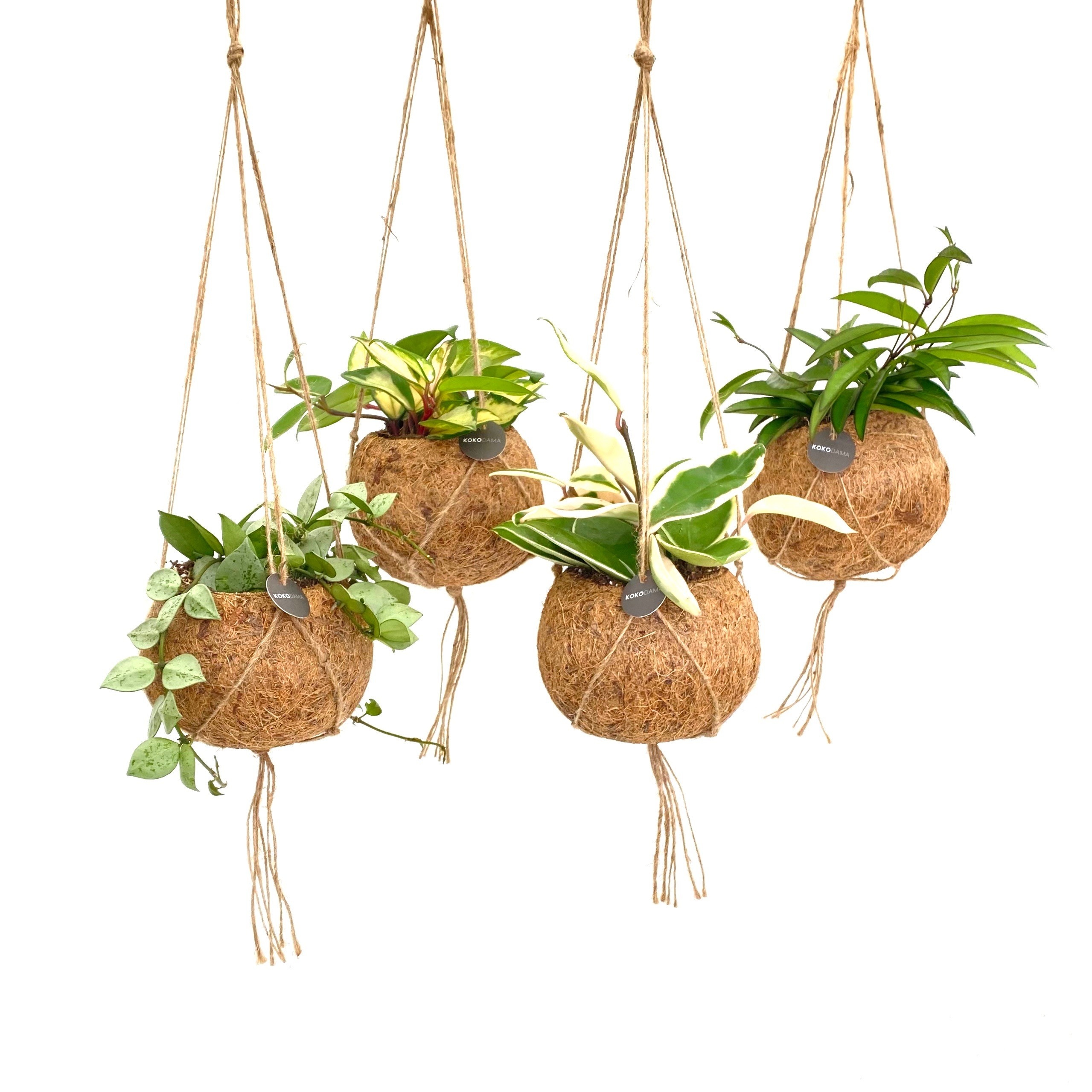 Overige Hangplanten 12Ø 25cm