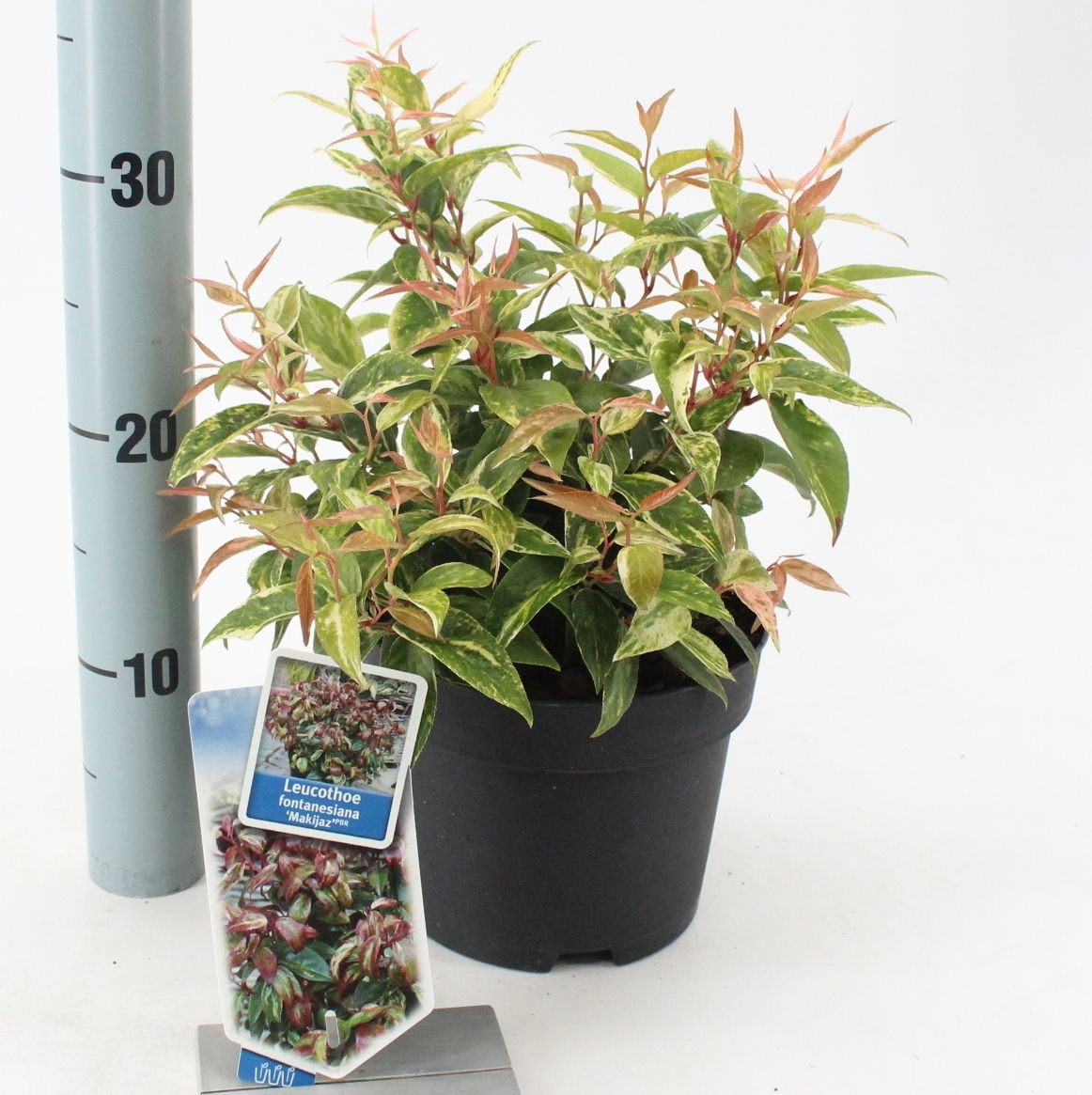 Picture of Leucothoe fontanesiana 'Makijaz' PBR