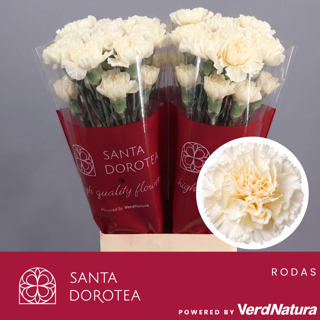 Dianthus St 60cm