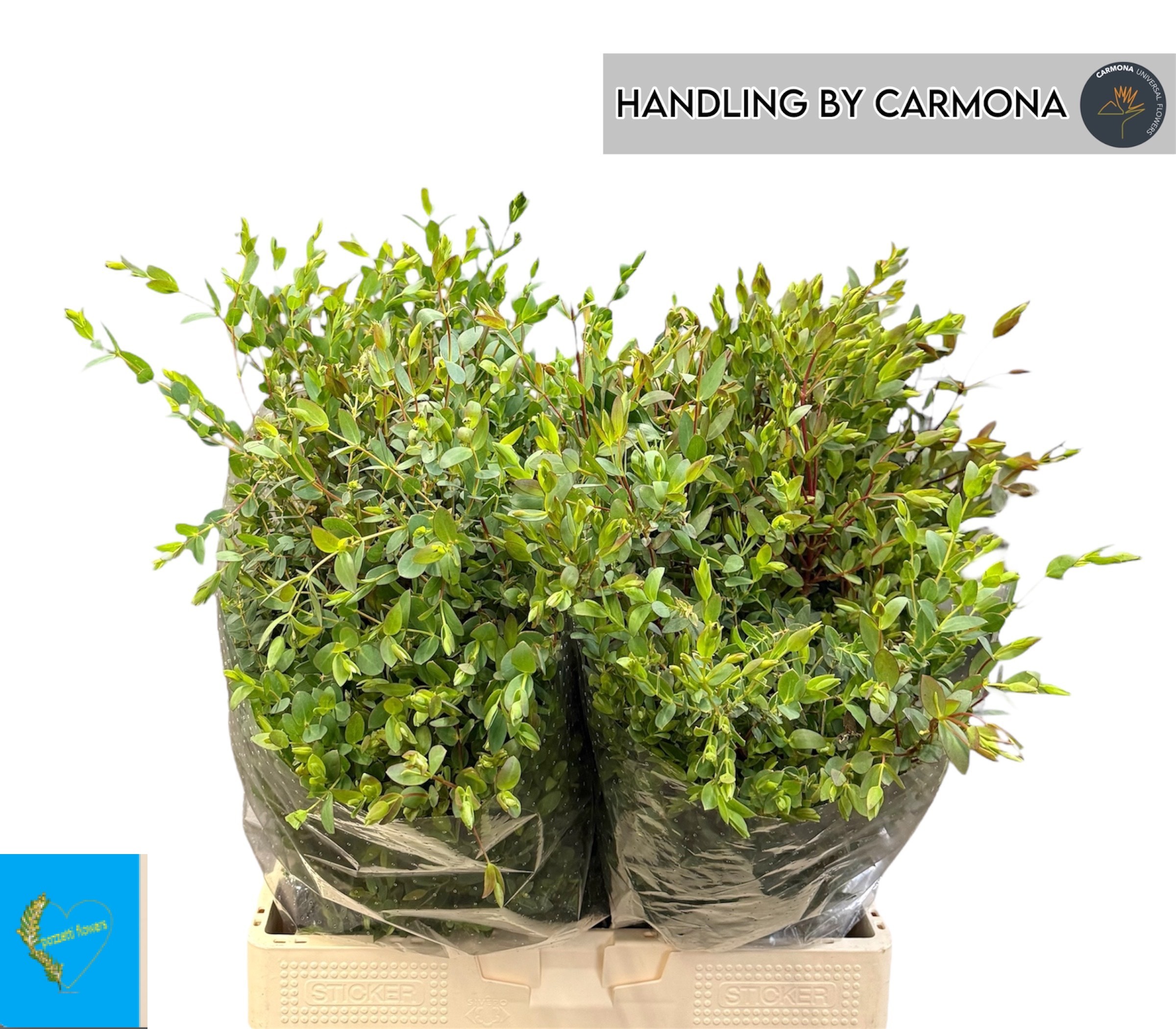 Euc Parvifolia P Bs