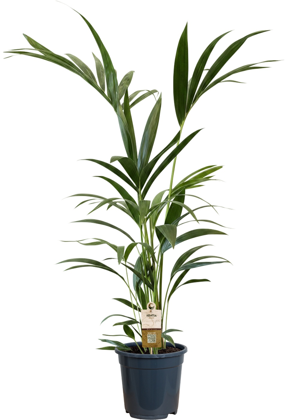 Howea forsteriana (Kentia) 5 pit