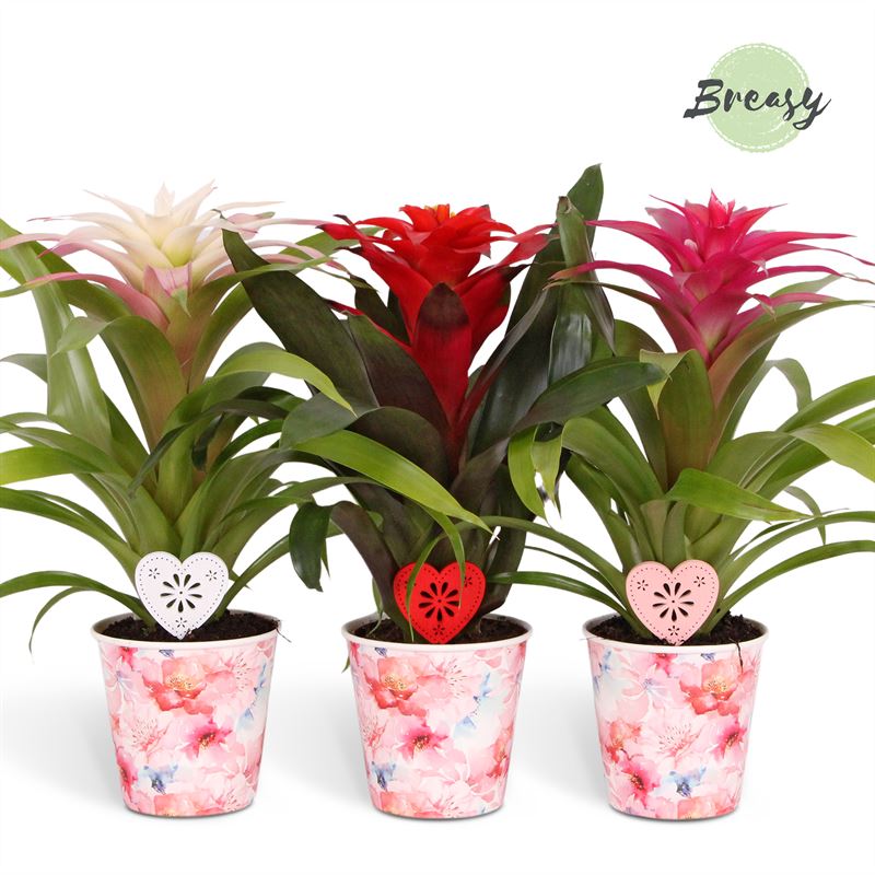 Picture of Guzmania Love Potcover Paris + heart P13 45cm