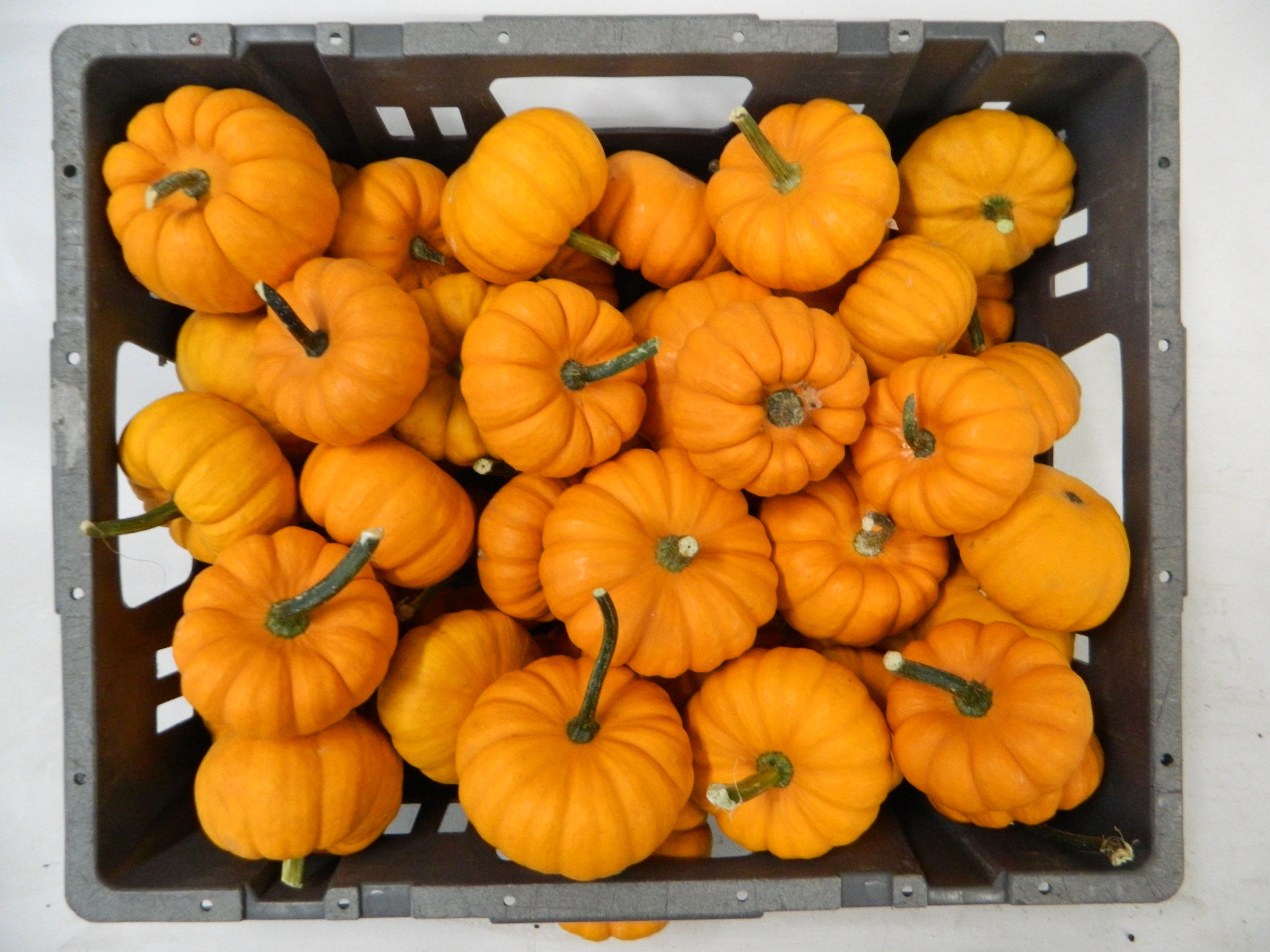 Cucurbita Jack Be Little