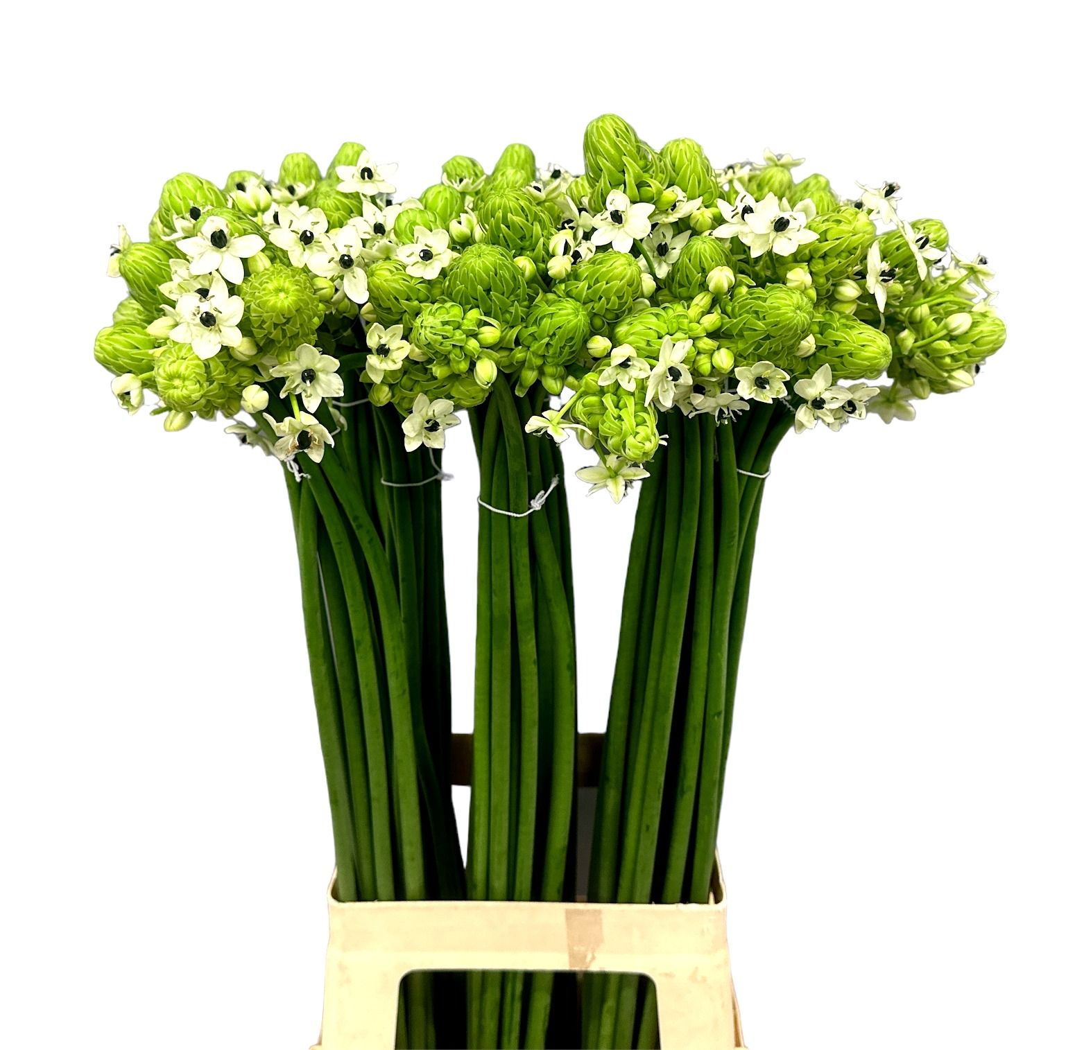 Ornithogalum Arabicum 70cm