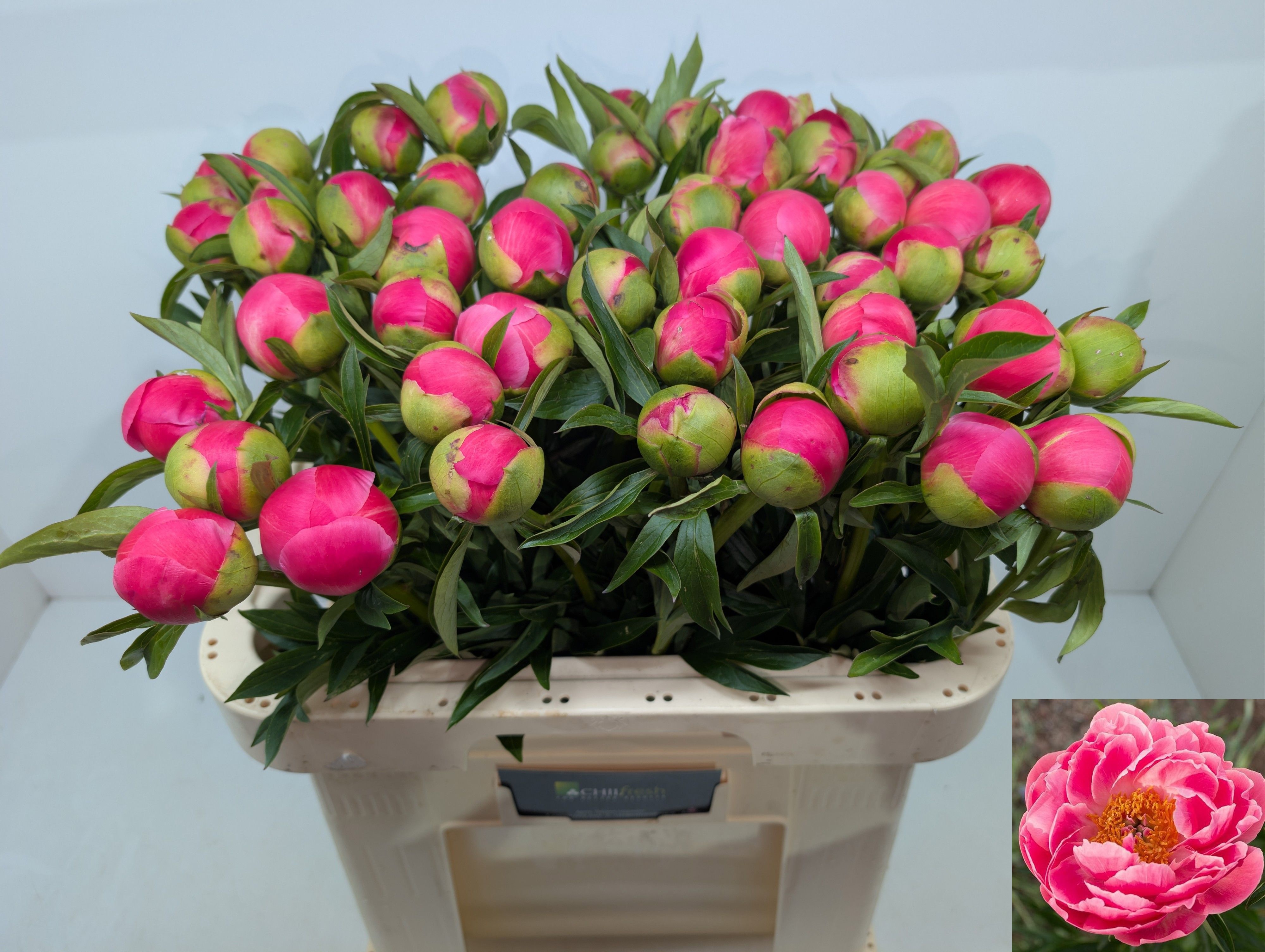 Paeonia Coral Charm 60cm