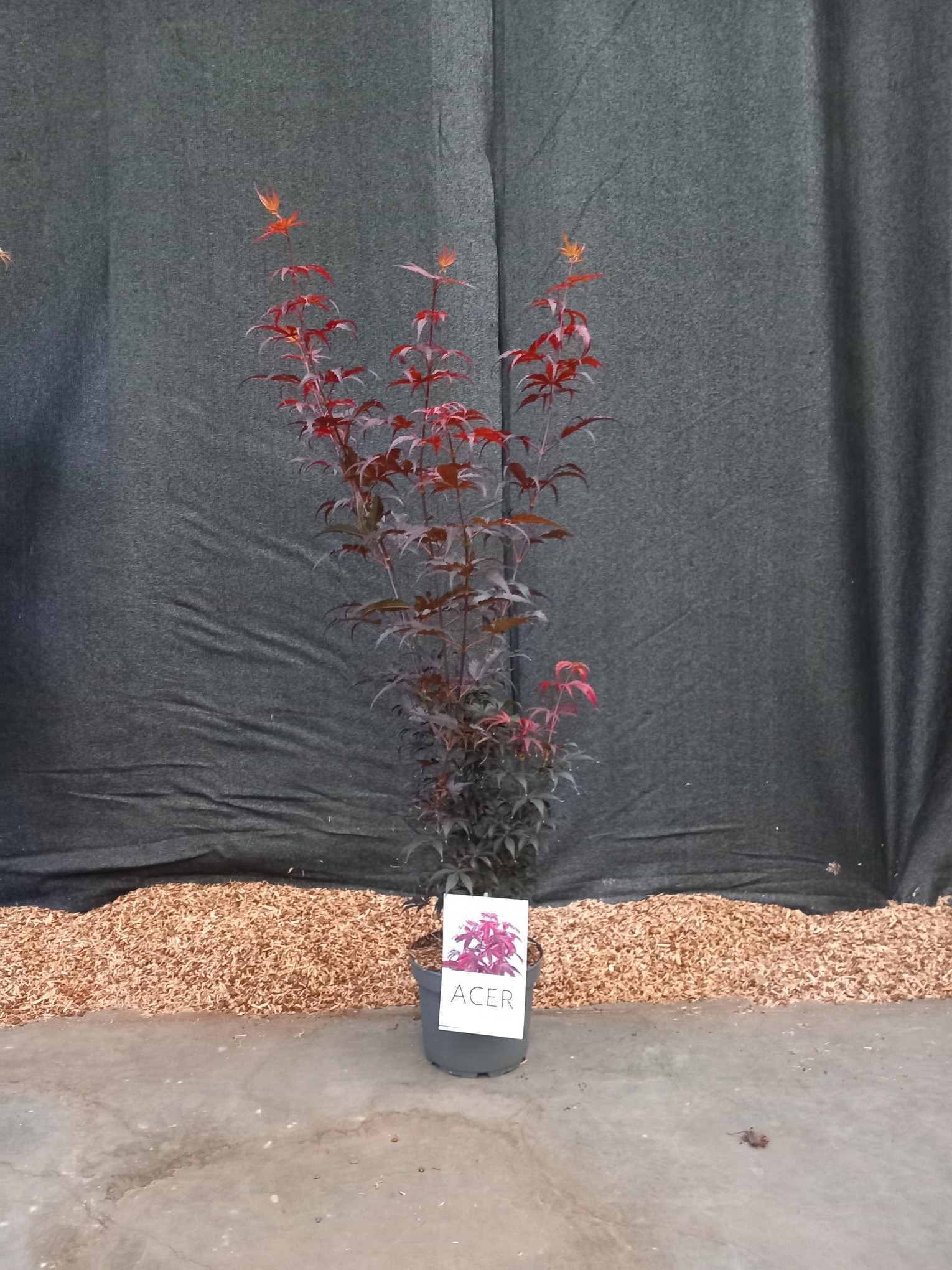 Picture of Acer palmatum Skeeters Broom