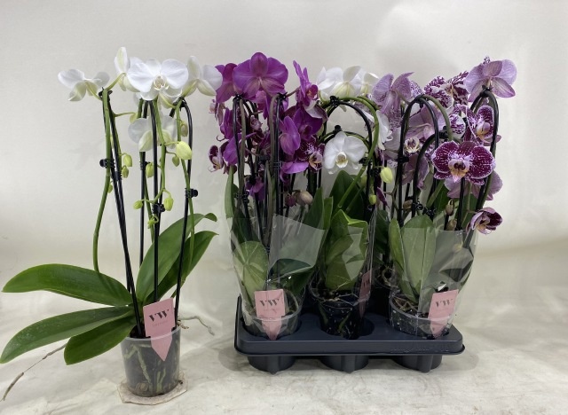 Phalaenopsis Asst 12Ø 50cm