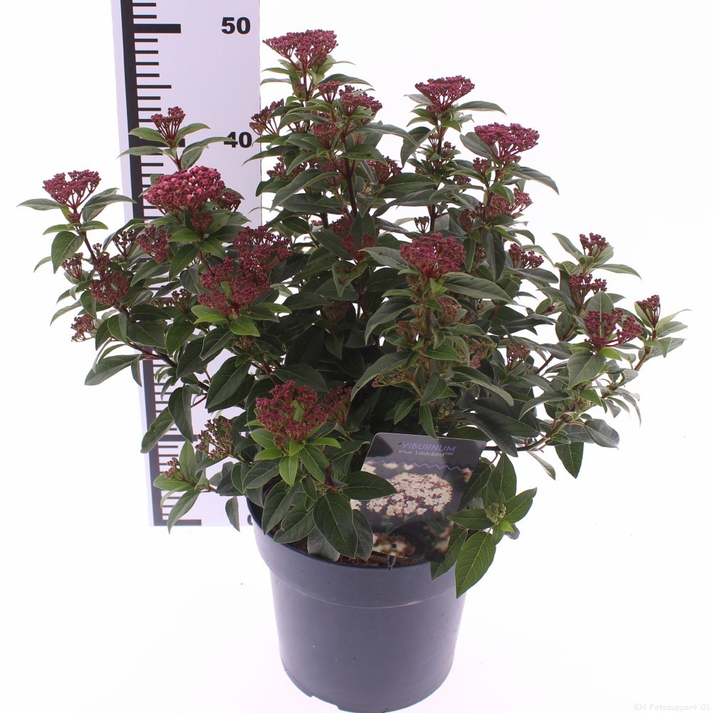 Picture of Viburnum tinus 'Ladybird'