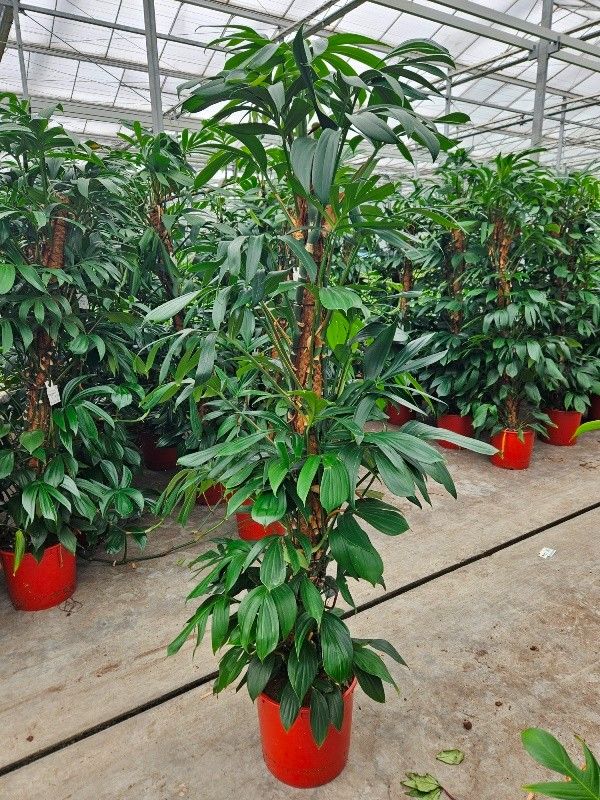 prince of orange philodendron Explore Philodendron Prince of Orange main image 0