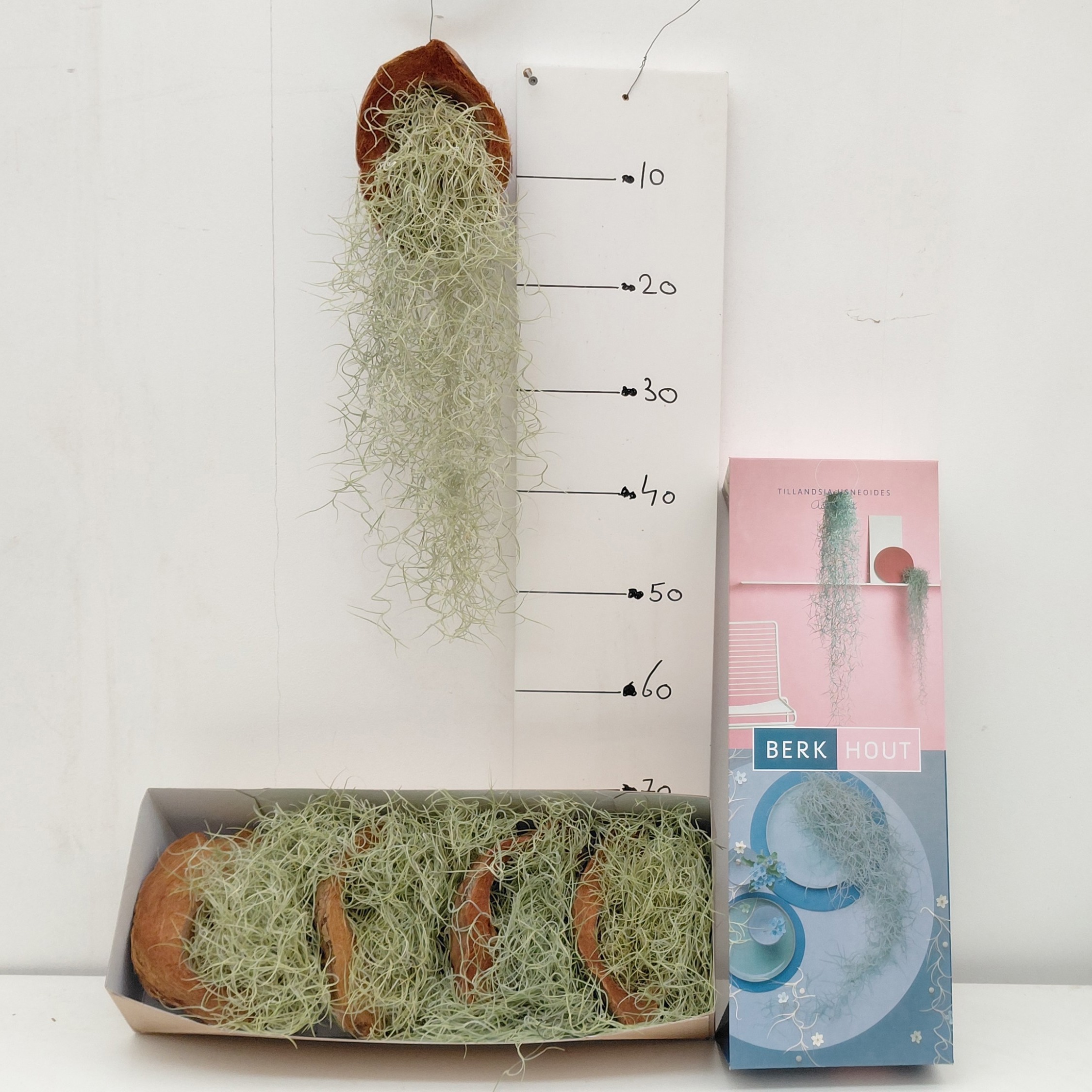 Till Usneoides