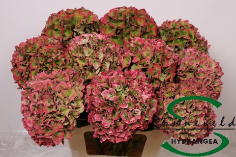 Hydrangea Rodeo Classic Pink 60cm 20Ø