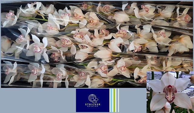 Cymbidium Mrs Sugar Lee 12/15bl