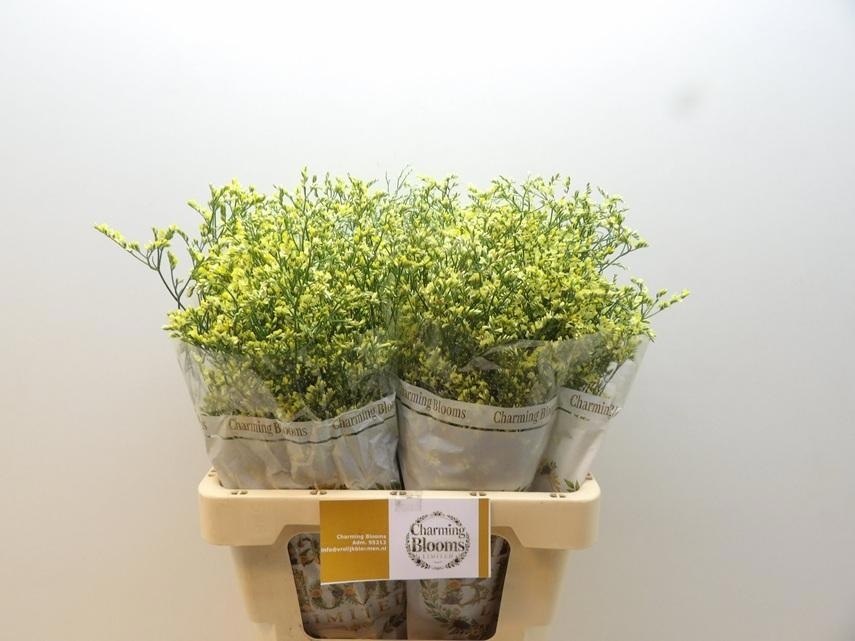 Limonium Sin China Summer 60cm 36gram