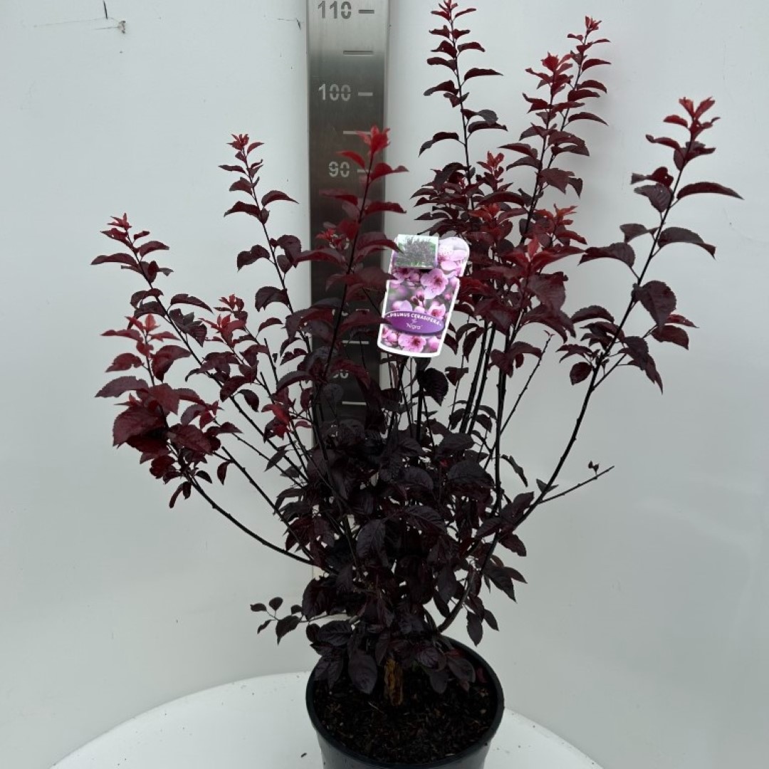 Picture of Prunus cerasifera nigra P29 (10 Ltr) (LOOSE)