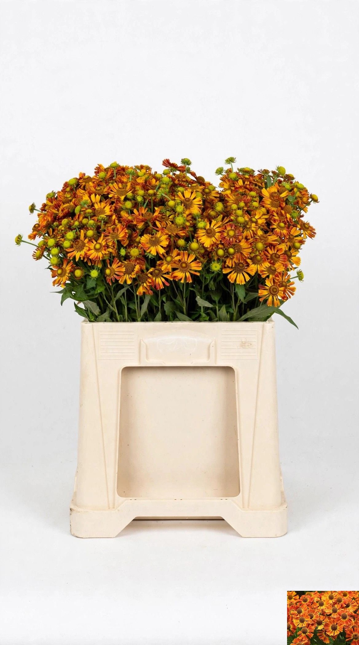 Helen Orange Beauty
