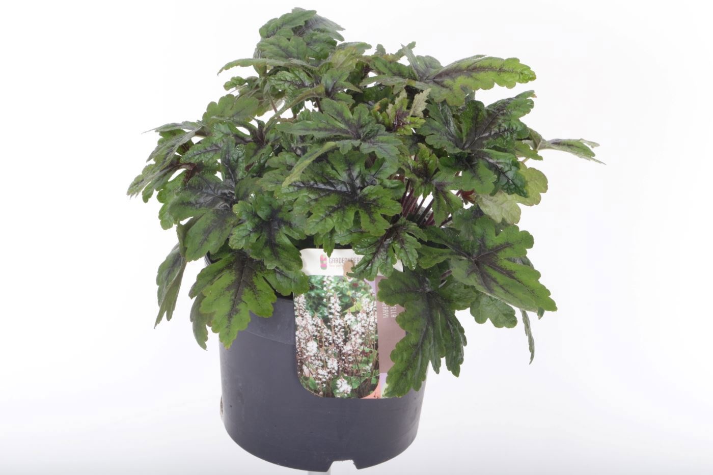 Tiarella 'Sugar and Spice'