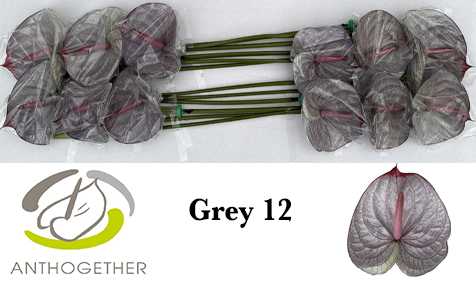 Anth A Klb 'grey' H% 12