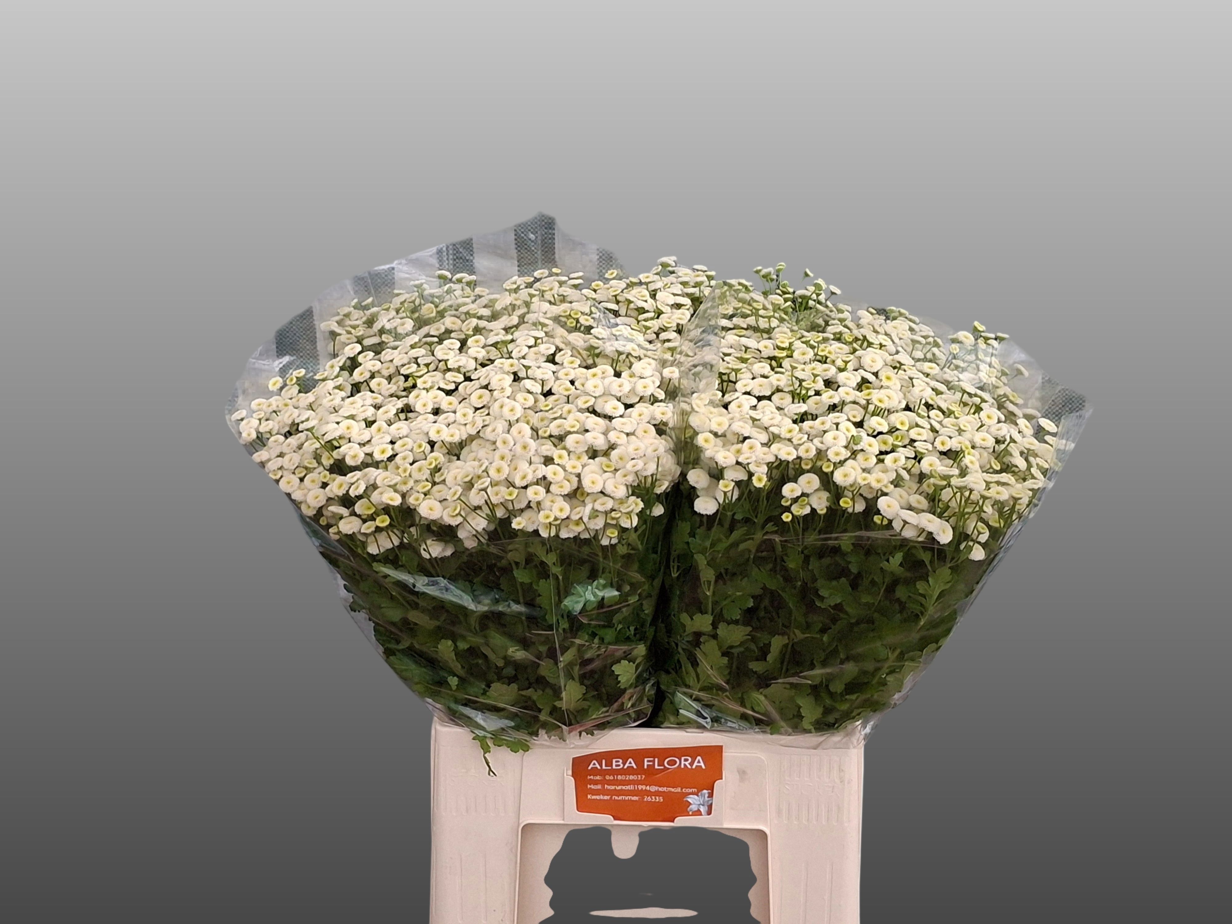Tanacetum Rio 70cm