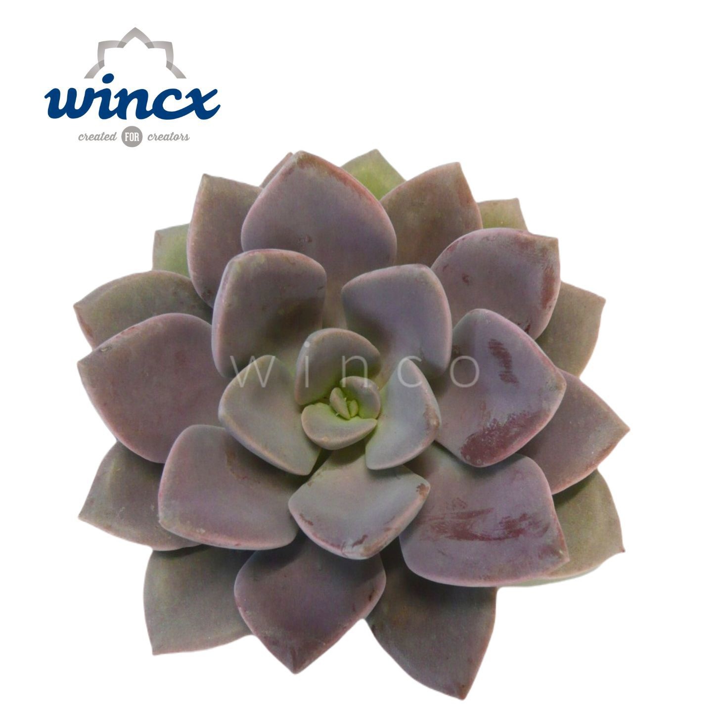 Echeveria Metallica Cutflower