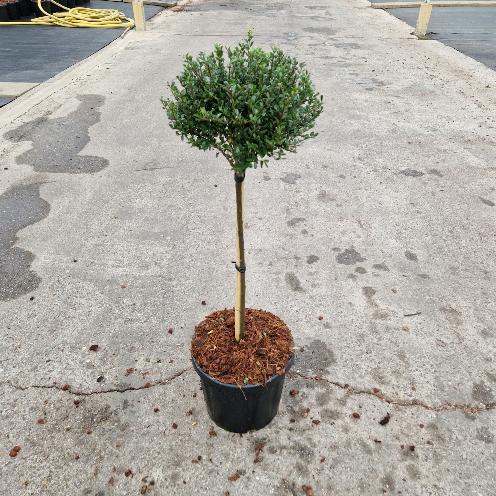 Picture of Ilex crenata Glorie Dwarf C10 40/STD (LOOSE)