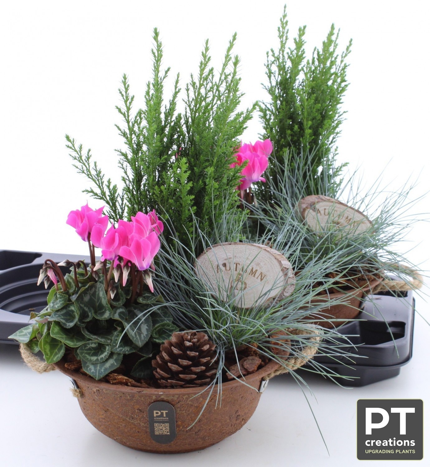 Arr Tuinplanten 24P 43cm 22bloei