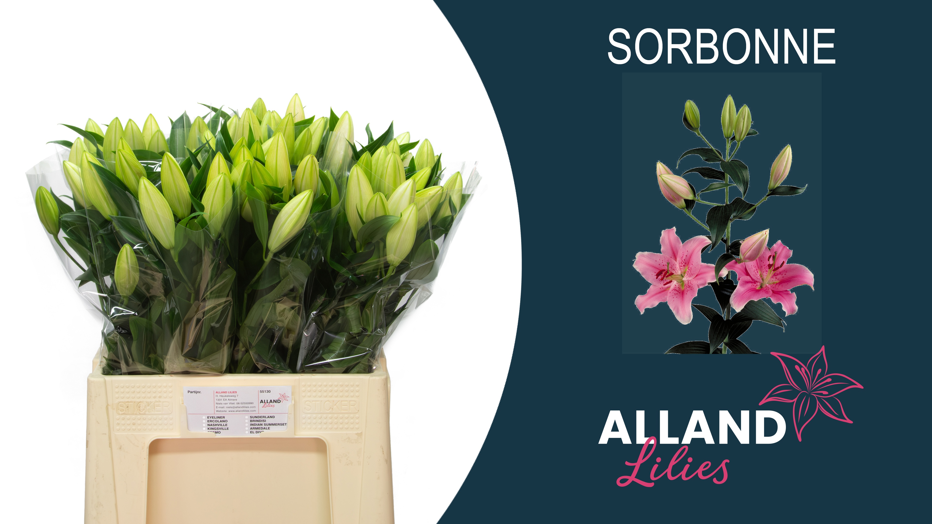 Li Or Sorbonne